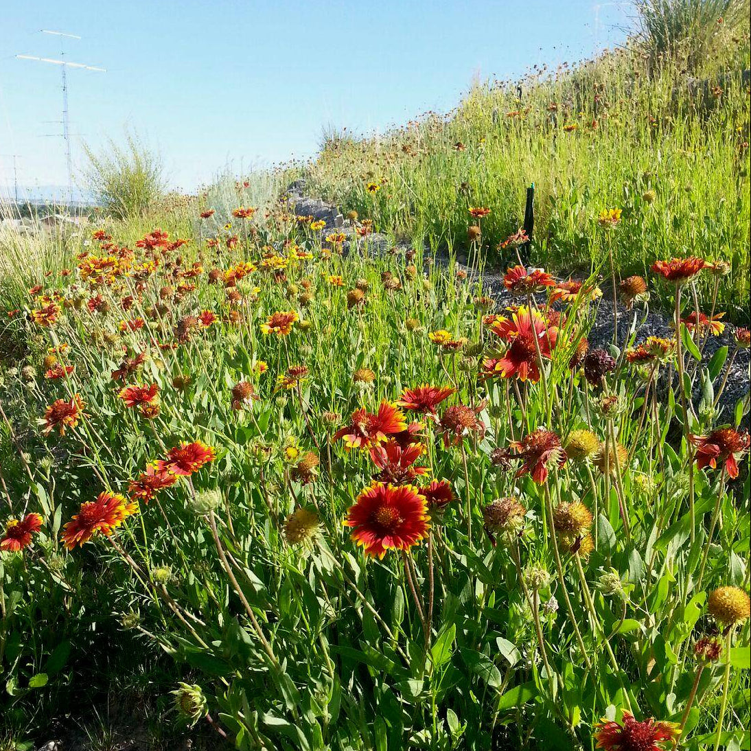 Wildflower field with red and yellow flowers on a sunny day