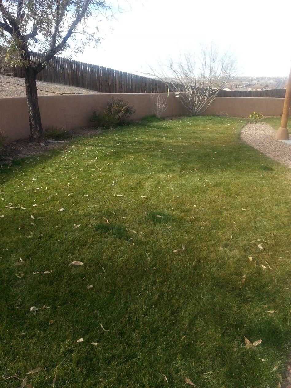 Lawn with a tree and fence in the background